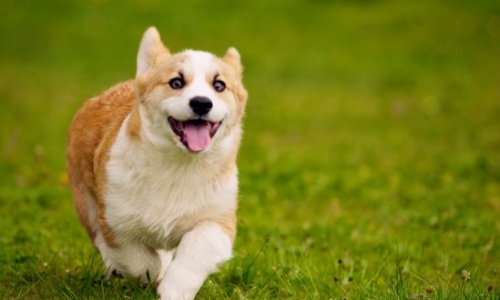 Những Thông Tin Thú Vị Về Corgi Welsh – Giống Chó Chân Ngắn Siêu Đáng Yêu