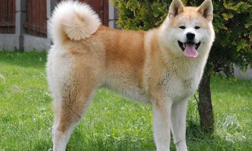 Đặc Điểm Của Giống Chó Akita Inu Đến Từ Nhật Bản