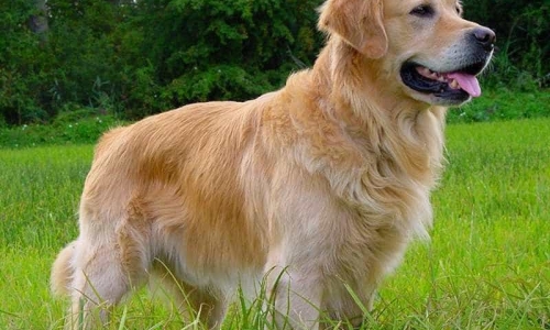 Chó Golden Retriever Và Những Kiến Thức Nhất Định Phải Biết!