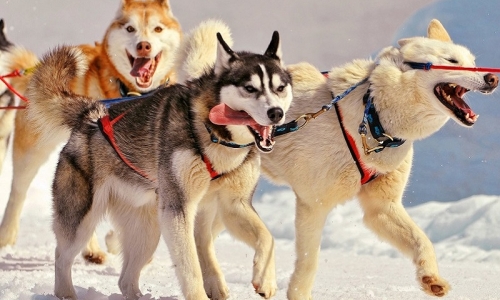 Tổng Hợp Đầy Đủ Những Thông Tin Thú Vị Về Giống Chó Husky