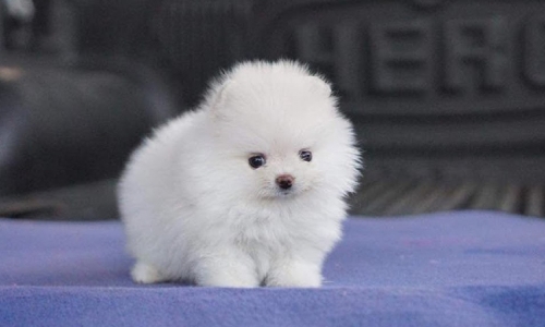 Chó Phốc sóc (Pomeranian): Nguồn gốc, đặc điểm, giá bán