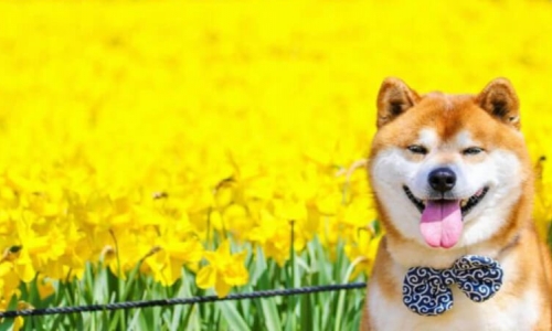 Cẩm nang chó Shiba: Nguồn gốc, đặc điểm, cách nuôi, giá bán